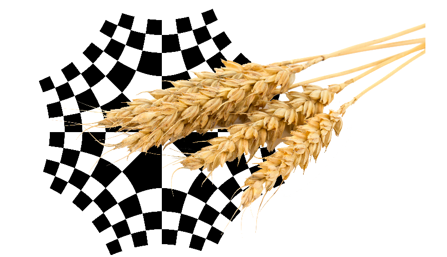 Worteltrekken in het graan